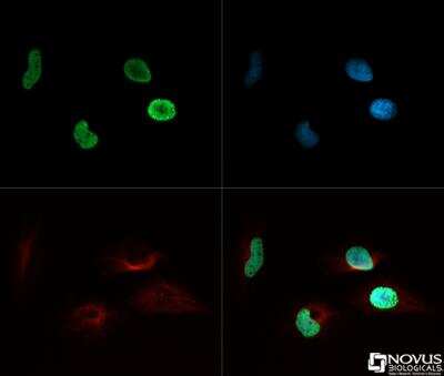 Immunocytochemistry/ Immunofluorescence: Histone H4 [ac Lys8] Antibody - BSA Free [NB21-2044]